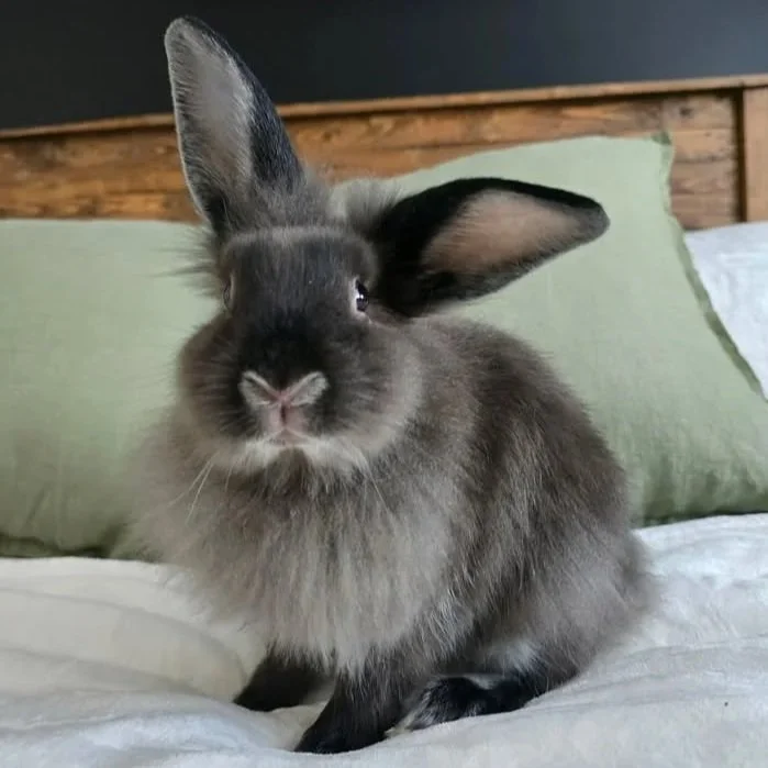 Bunny Adoptables — Amy's Bunny Barn